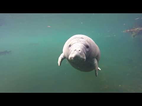 Listen to this baby manatee squeak!