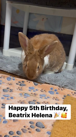 🐾🐾 Miss Beatrix Helena, a Flemish Giant rabbit with a beautiful fawn coat, was born on Nov 1, 2020. She reminded me this morning that I had forgotten her VERY IMPORTANT birthday earlier this month. 😅 🎉🎉 So officially: Happy birthday, Miss Bea. Here’s to at LEAST 5 more years of a healthy, happy life. 🥰🐰 #petrabbit #rabbitlife #flemishgiant #loveyourrabbit | Love Your Rabbit