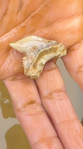 SHRKco | Giant Fossilized Tiger Shark Tooth found by @carolinameghuntress at @palmettofossilexcursions digging through the ancient marine fossil... | Instagram