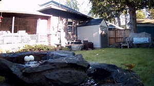 A sampling of a few of the many types of birds (Robins, Song Sparrows, Wilson's Warblers, House Finch) that visit the Wild Reiki Spa in the early morning for a sip and a bath. It's quite the hub! Want to support my pro bono work for animals? 1) BuyMeA Coffee at https://www.buymeacoffee.com/WildReikiShaman 2) More stories and videos on Patreon at https://patreon.com/wildreikishaman .... #birdlife #urbanwildlife #birds | Wild Reiki and Shamanic Healing | Facebook