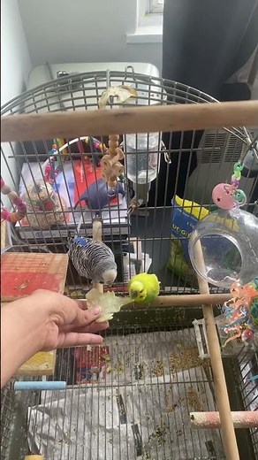 Adorable Parakeet Enjoying Its Feeder & Playtime #birds #budgie #budgies #parrot