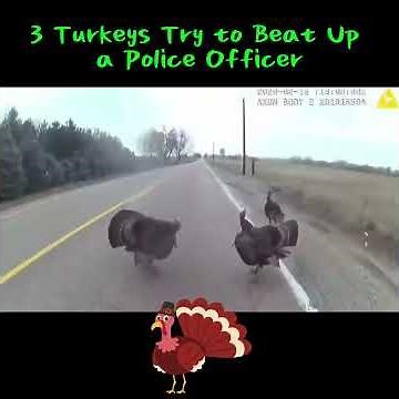Three wild turkeys charge at a police officer repeatedly