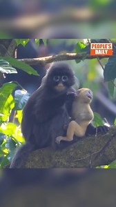 🐵🐵 Rare leaf monkeys spotted in China's Yunnan A rare baby Phayre's leaf #monkey was nestling against the chest of an adult monkey in Mangshi, Southwest #China's #Yunnan Province. Adult monkeys are completely grey, but their newborn babies are bright orange. The species is one of China's most endangered #wildanimals. #endangeredwildlife | WE ARE CHINA