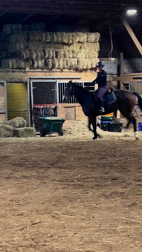Canter work for Tater!!😍. #smoochie. #canter. #rhythm | Bethel Park Stables