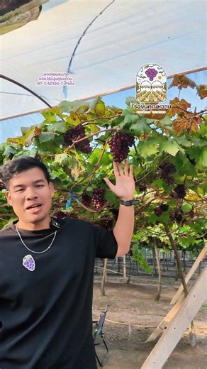 พามารู้จัก✅️ องุ่นไข่ปลา🍇ในตำนาน | ไร่องุ่นคุณหวาน