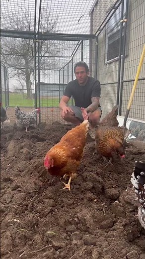 Composted soil from our chicken coop to our garden