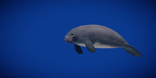 Amazonian Manatee