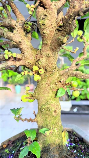 Cách chăm sóc cây sung ra quả hiệu quả