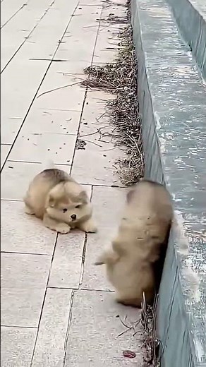 Cutest 🥰 🥰 Fluffy Puppies Compilation Ever | Adorable Puppy Moments To Melt Your 💜❤️💜