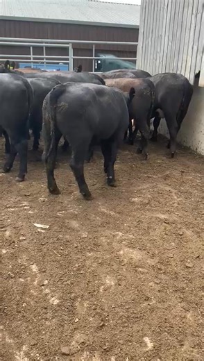 Aberdeen Angus store cattle for sale tomorrow at Darlington Auction Mart courtesy of Messrs Hugill, Turtle Hill. Sale commences at 11.00am | Darlington Farmers Auction Mart