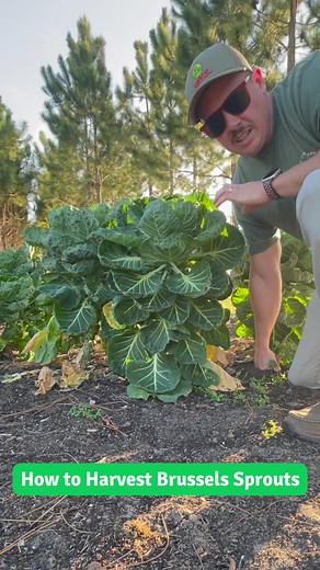 How to Harvest Brussels Sprouts: Tips and Techniques