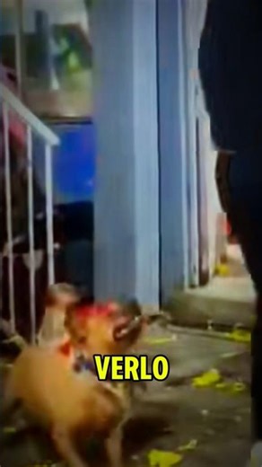 ¡El perrito también se une a la piñata! #shorts