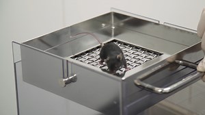 Low-cost Protocol of Footprint Analysis and Hanging Box Test for Mice Applied the Chronic Restraint Stress