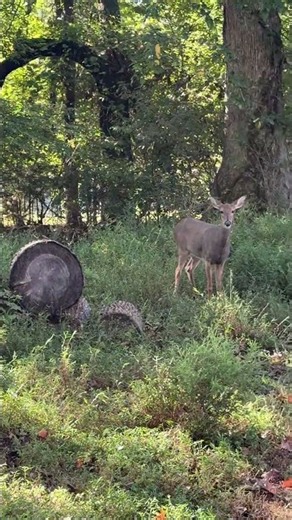 Highlight from today’s live feeding of the deer