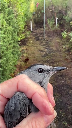 Bird Banding