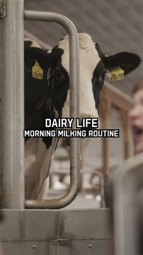 Inside a Dairy Farm's Morning Milking Routine 🐄🌅