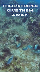 See the Sergeant Majors Show Their Stripes!