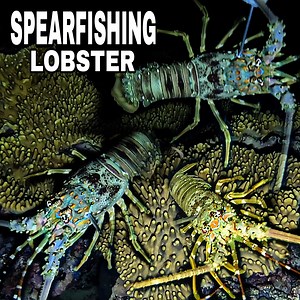 Lobster at Assorted Fish | One Fish Adventure