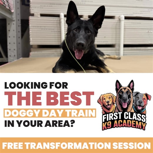 Tired of tug-of-war walks and shouting “No!” every five minutes? 😩 At 𝐅𝐢𝐫𝐬𝐭 𝐂𝐥𝐚𝐬𝐬 𝐊𝟗 𝐀𝐜𝐚𝐝𝐞𝐦𝐲, our 3-Week Board & Train Program helps dogs develop real-world obedience that lasts — not just when treats are involved. Your dog lives and trains with our professional team, learning: ✅ Loose-leash walking ✅ Place command for calm behavior at home or in public ✅ Off-leash reliability ✅ Confidence building and impulse control We work through problem behaviors like jumping, barking, p