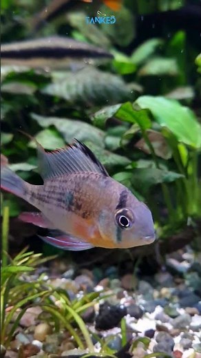 Bolivian Ram – Peaceful Beauty of the Freshwater World 🐟| TANKED IND | @tanked_ind