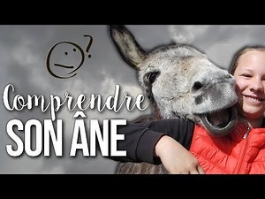 THE LANGUAGE OF DONKEY EARS