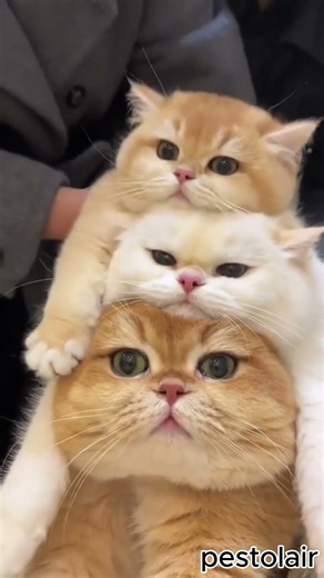 Tiny Kitten Stack: The Cutest Cat Tower Ever! 🐾🧡 [Shorts]