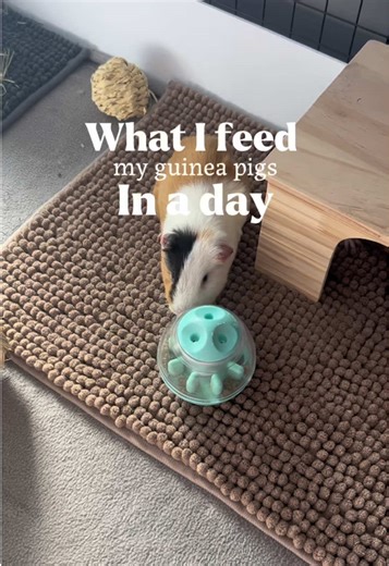 What I Feed My Pigs Daily: A Care Guide