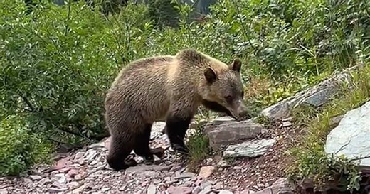 Hiker has extremely close encounter with grizzly bears
