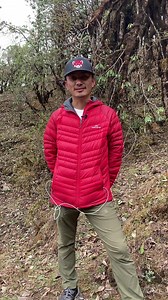 RPN’s Conservation Program Manager, Sonam Tashi Lama, talks about the spectacular rhododendron forests in eastern Nepal. We not only work with local communities to protect this important place for red pandas (and other threatened wildlife) but we’re also restoring areas that have been deforested! Learn more: https://redpandanetwork.org/Plant-A-Red-Panda-Home Come see these rhododendron forests and red pandas in their and their Himalayan habitat on an ecotrip! https://redpandanetwork.org/Ecotrips