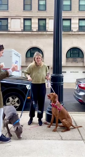 Tried filming a wholesome puppuccino moment and ended up with this