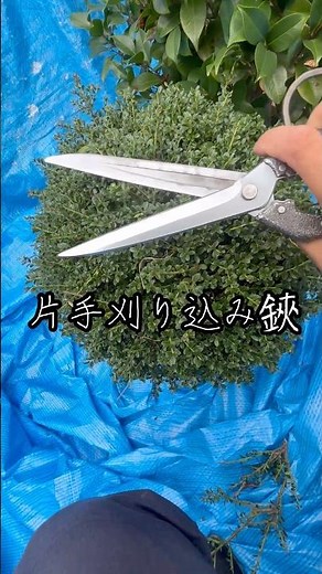 小さな玉ツゲは片手刈り込み鋏で刈り込む#庭師のVlog #一級造園技能士