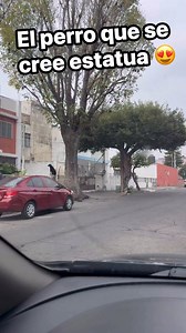 Este perrito cree que es una estatua 😍 | Tutoriales de Guitarra Abraham Navarro