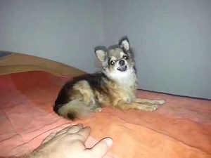Angry chihuahua 2