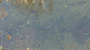 Coho salmon in a stream ready to spawn