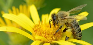 The long quest for the right pollen: how to really help bees
