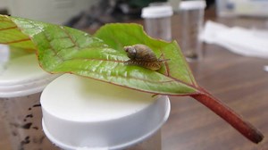 Native Hawaiian snails now recognized by the state | Big Island Now