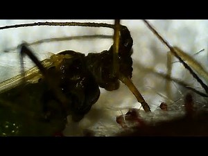 Mustool G1200 microscope