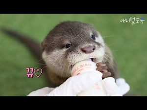 집을 동물원으로?!! 귀여운 아기 수달이 사는 대구의 미니 동물원 ♡｜KBS 라이브 오늘 210503 방송
