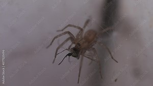Spider Eats Mosquito, Extreme Close-Up, insects in the house
