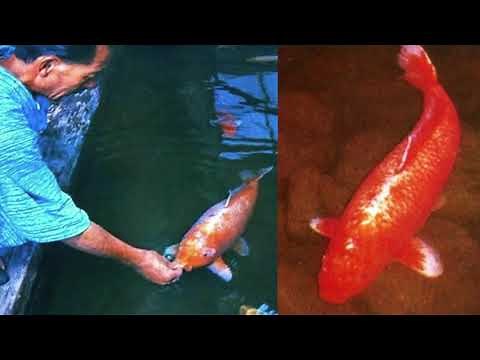 World's oldest koi fish Hanako lived for 226 years || koi carp