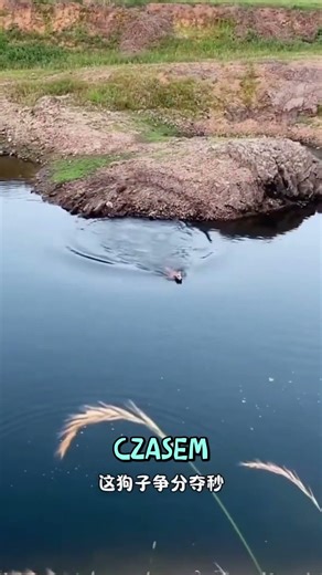 🐕🔥 Pies ryzykował wszystko, by uratować swojego pana!