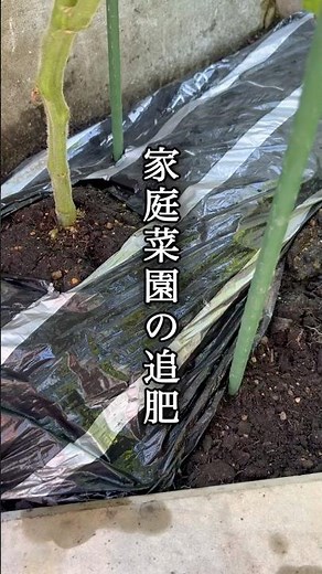 【家庭菜園の裏ワザ】マルチをめくらず追肥する方法