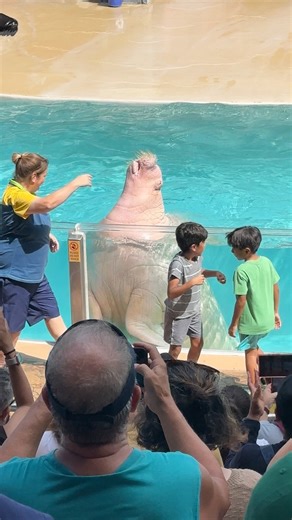 39K views · 614 reactions | Walrus #walruses | Buckyツ | Facebook