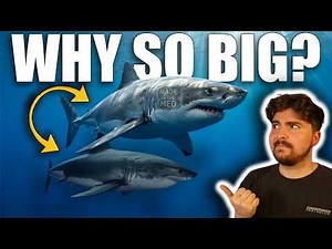 What's Making Mediterranean White Sharks Grow HUGE?