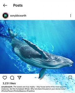 32K views · 309 reactions | The Oceans are the largest habitat on Earth. Thanks to their presence, nutrition gets distributed around the planet, thereby making them a great part of the perfect balance. Share this on your story today! #PerfectPlanet #PerfectBalance #FeelAlive Citroën | Sony BBC Earth | Facebook