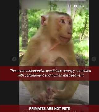 Consequences of abuse and abandonment of baby monkeys: FLS, SIB and anthropomorphism