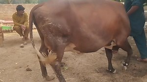 #ماشاءاللــّٰـــــه 💯💯💯 " #pric525000 دوسرا سوا 6 دانت SECOND TIMER مزید معلومات کے لیے رابط کر سکتے ہیں شکریہ ۔ #محمد_ڈیری_فارم_سرگودھا #وڑائچ_ڈیری_فارم_سرگودھا 03416923205 / 03008963690 / 0342 8622303 🌹🫶🌷🌿🌷🌿🫶🌹 #followersreelsfypシ゚viralシfypシ゚viralシalシ #everyoneactivefollowersシfypシ゚viralシalシ #trendingreel #cholistanicow #everyonefollowers #sahiwalcow #quality #agriculture #buffalo #native #Amazing #animals #everyoneシ゚ #Pakistan #UK #usa #unique #diamonds #gold #love #livestock #farmer