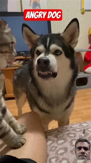 Angry dog#funny #viral #comedy #foryou #shorts #ytshorts