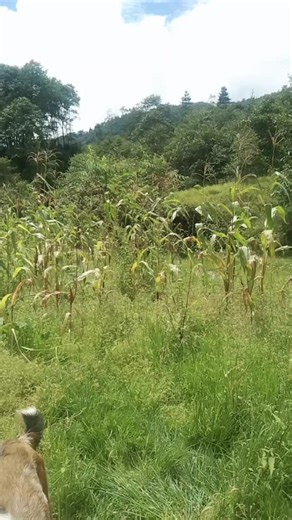 indirakarki452 (@indirakarki452)’s videos with original sound - Hi Tech Entertainment - HiTechEntertainment