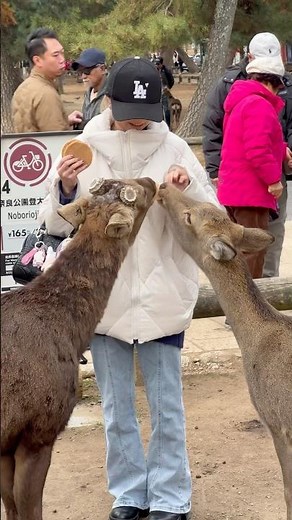 外国人観光客がシカにお米のビスケットを与えている。♥️ #deerpark
